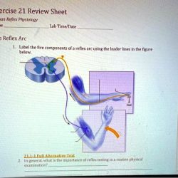 Exercise 21 human reflex physiology