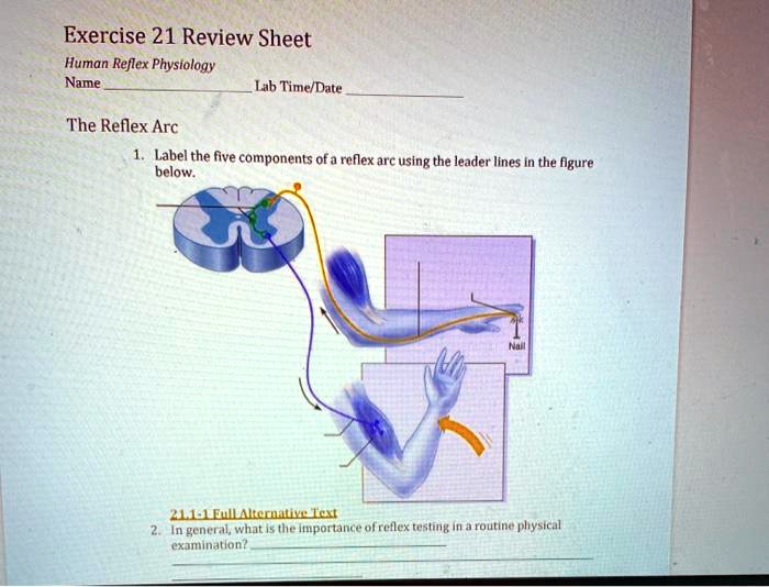 Exercise 21 human reflex physiology