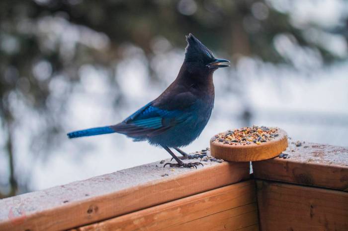 Robertson v. seattle audubon society